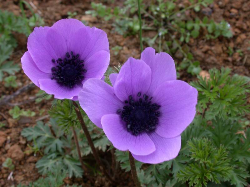 Anemone coronaria /  Anemone dei fiorai